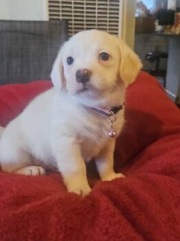 Maltese and Terrier Dogs Available for Adoption - Sassy | PetCurious