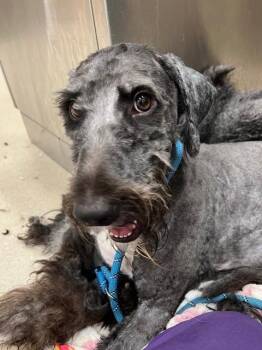 Poodle and Old English Sheepdog Dogs Available for Adoption in Baytown, Texas - CINDY | PetCurious