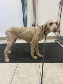 Noodle -  Poodle Dog for Adoption in Osage Beach, Missouri - Noodle | PetCurious