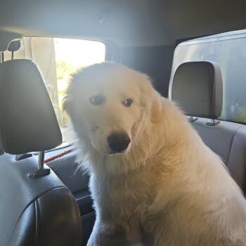 Great Pyrenees Dogs Available for Adoption in Lake Panasoffkee, Florida - Yeti | PetCurious