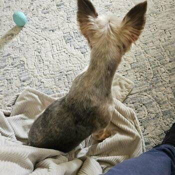 Yorkshire Terrier Dogs Available for Adoption in Sanford, North Carolina - Ginger | PetCurious