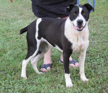 Annie (Photos July 14th 2026) -  Terrier Dog for Adoption in Marietta, Ohio - Annie (Photos July 14th 2026) | PetCurious