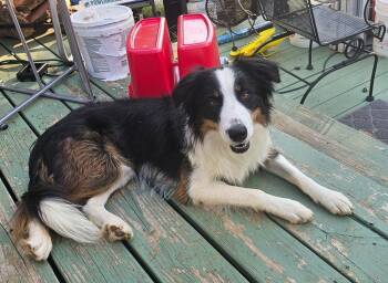 Fireweed -  Border Collie Dog Available for Adoption in Troy, Virginia - Fireweed | PetCurious