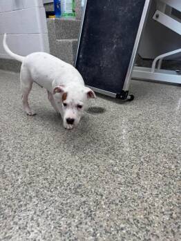 Brave -  Terrier Dog for Adoption in Van Wert, Ohio - Brave | PetCurious