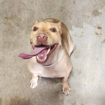 Kerry -  Pit Bull Terrier and Mixed Breed Dog for Adoption in Birmingham, Alabama - Kerry | PetCurious