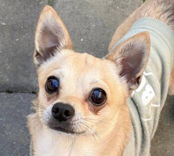 Leroy -  Chihuahua Dog for Adoption in San Ramon, California - Leroy | PetCurious
