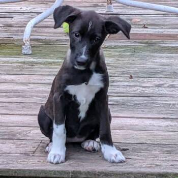 Emma -  Border Collie and Australian Shepherd Dog for Adoption in Brockport, New York - Emma | PetCurious