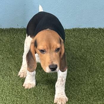 BH6 6714 -  Beagle Dog for Adoption in Loxahatchee Groves, Florida - BH6 6714 | PetCurious