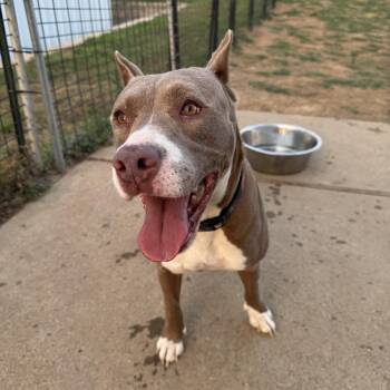 su -  American Staffordshire Terrier and Boxer Dog for Adoption in Brookeville, Maryland - Su | PetCurious