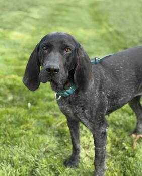 Bluetick Coonhound Dogs Available for Adoption in Lancaster, Ohio - Glory | PetCurious