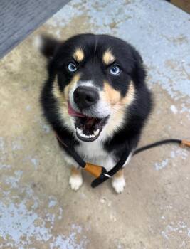 Pomeranian and Husky Dogs Available for Adoption - Ryder | PetCurious