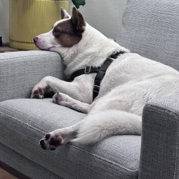 QBERT -  Cattle Dog and Mixed Breed Dog for Adoption in Richmond, California - QBERT | PetCurious