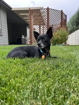 Chong - Coming Soon -  Chihuahua Dog for Adoption in Emmett, Idaho - Chong - Coming Soon | PetCurious