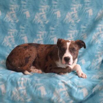Cattle Dog and Pit Bull Terrier Dogs Available for Adoption in Eureka, California - Ranger | PetCurious