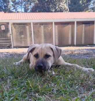 Alicent Aka Ally -  Mixed Breed Dog for Adoption in Carthage, North Carolina - Alicent Aka Ally | PetCurious
