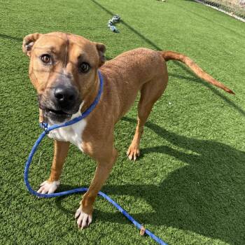 Pit Bull Terrier and Mixed Breed Dogs Available for Adoption in Bristol, Indiana - Bambino | PetCurious