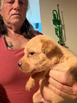 Onion -  Australian Kelpie and Dachshund Dog for Adoption in Partlow, Virginia - Onion | PetCurious