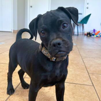 Rescue Boxer and Pug Dogs for Adoption in Marble Falls, Texas - Pepper | PetCurious