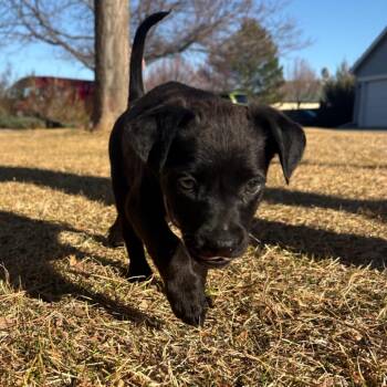 Mixed Breed Dogs Available for Adoption - Erica | PetCurious