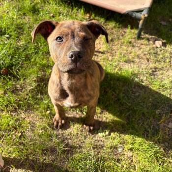 Labrador Retriever Dogs Available for Adoption - Simba | PetCurious