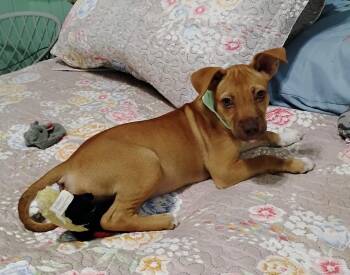 SUZZIE -  Labrador Retriever and Terrier Dog for Adoption - SUZZIE | PetCurious