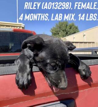 Riley -  Labrador Retriever and Border Collie Dog for Adoption in Estes Park, Colorado - Riley | PetCurious
