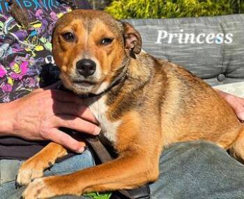 Princess -  Australian Cattle Dog Blue Heeler and American Staffordshire Terrier Dog for Adoption in New York, New York - Princess | PetCurious