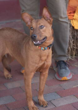 Rescue Carolina Dog Dogs for Adoption in Southaven, Mississippi - BARON | PetCurious