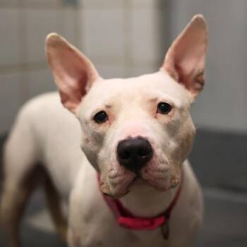 American Staffordshire Terrier Dogs Available for Adoption - NATALIYA | PetCurious