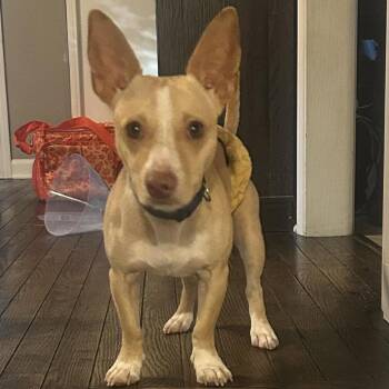 Decker -  Chihuahua and Miniature Dachshund Dog for Adoption in Overland Park, Kansas - Decker | PetCurious