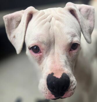 Rescue Boxer Dogs for Adoption in Woodinville, Washington - Pearl | PetCurious