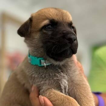 Torino -  German Shepherd Dog Dog for Adoption in Tampa, Florida - Torino | PetCurious
