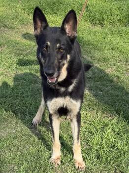 Rescue German Shepherd Dog Dogs for Adoption in Springtown, Texas - Shelby | PetCurious