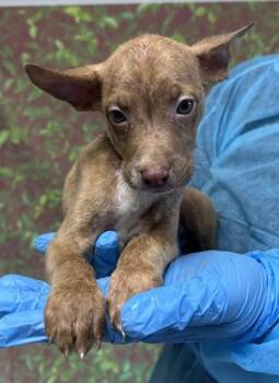Moth -  Shepherd and Mixed Breed Dog for Adoption in San Antonio, Texas - Moth | PetCurious