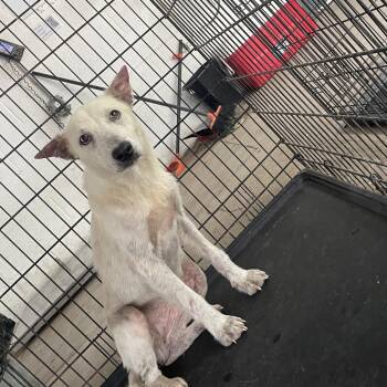 Husky Dogs Available for Adoption in Edinburg, Texas - Latte | PetCurious