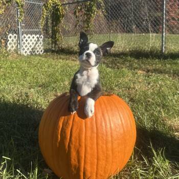 Lil Pippin in NH. Come Meet our Adoptable Dogs Wednesday-Saturda -  Boston Terrier Dog for Adoption in Manchester, New Hampshire - Lil Pippin In NH. Come Meet Our Adoptable Dogs Wednesday-Saturda | PetCurious
