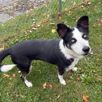 Clover -  Mixed Breed Dog for Adoption in East Hanover, New Jersey - Clover | PetCurious