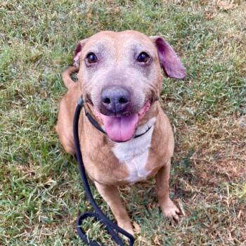 Sapphire -  Mixed Breed Dog for Adoption in Chattanooga, Tennessee - Sapphire | PetCurious