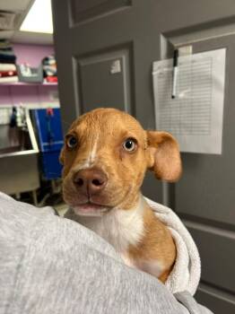 Mixed Breed Dogs Available for Adoption in Morgantown, Kentucky - Mc Pup 3 | PetCurious