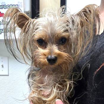Sam -  Yorkshire Terrier and Mixed Breed Dog for Adoption in Bullhead City, Arizona - Sam | PetCurious