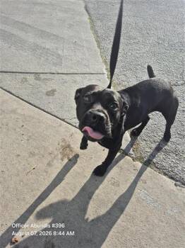 DRE -  American Staffordshire Terrier Dog for Adoption in San Antonio, Texas - DRE | PetCurious