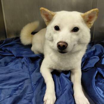 Shiba Inu Dogs Available for Adoption - Meimei | PetCurious