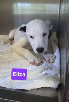Eliza -  Labrador Retriever Dog for Adoption in Clinton, Missouri - Eliza | PetCurious