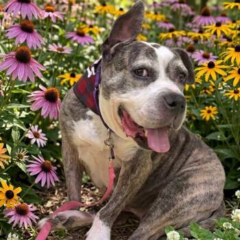 Zoe -  English Bulldog Dog for Adoption - Zoe | PetCurious