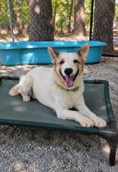 Orion -  Mixed Breed Dog for Adoption in Georgetown, South Carolina - Orion | PetCurious