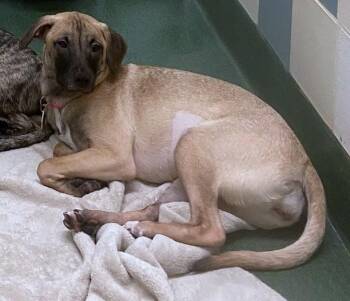 Rescue Black Mouth Cur Dogs for Adoption in Plano, Texas - Holly A213541 | PetCurious