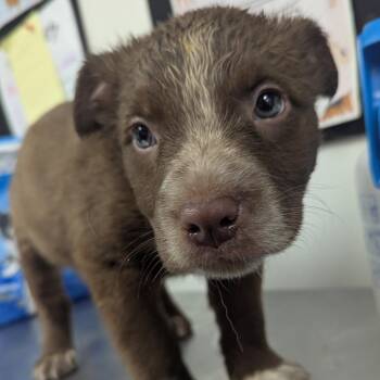 Pit Bull Terrier Dogs Available for Adoption - Albert | PetCurious