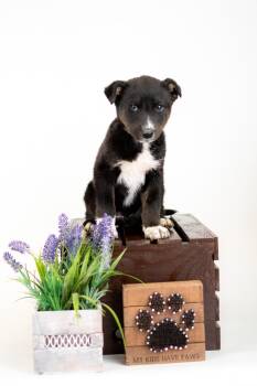 Border Collie Dogs Available for Adoption in Brighton, Colorado - 341-26 | PetCurious