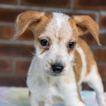 Ralphie -  Mixed Breed Dog for Adoption in Titusville, Florida - Ralphie | PetCurious