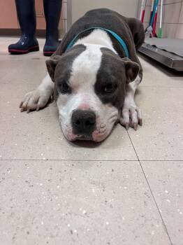 Rescue Mixed Breed Dogs for Adoption in Bossier City, Louisiana - Shake | PetCurious